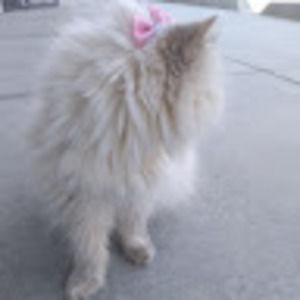 Meet your Posher, Cha